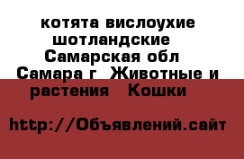 котята вислоухие шотландские - Самарская обл., Самара г. Животные и растения » Кошки   